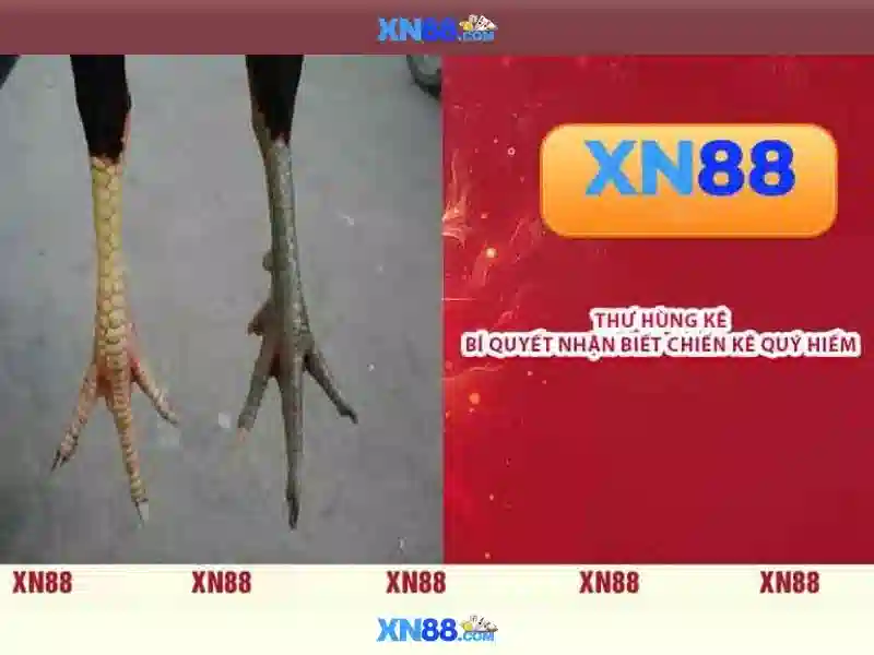 Tổng quan về xn88 c