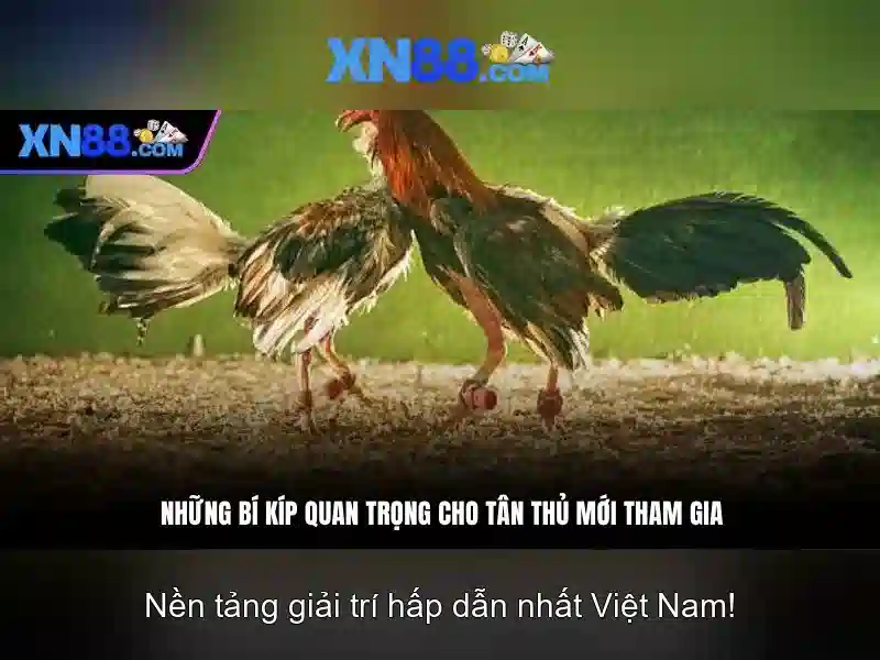 Lời khuyên cho người dùng