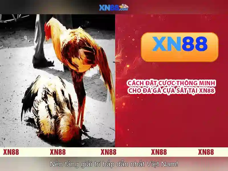xn88: Nền tảng cá cược trực tuyến toàn cầu