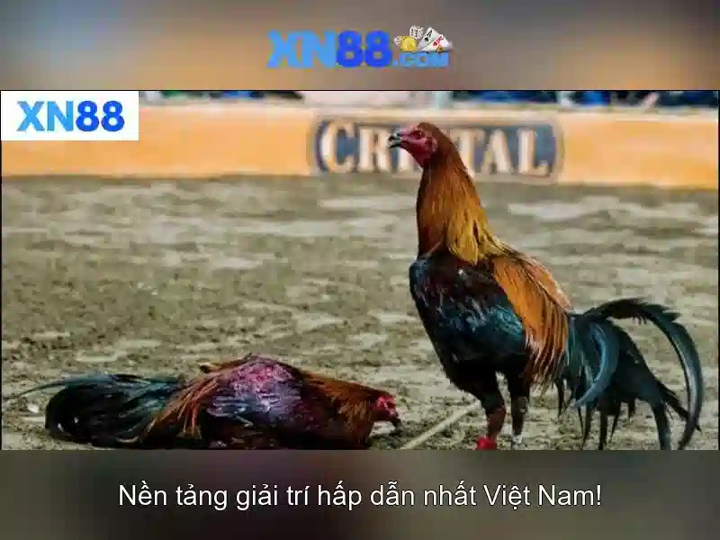 Hướng dẫn đăng ký và trải nghiệm